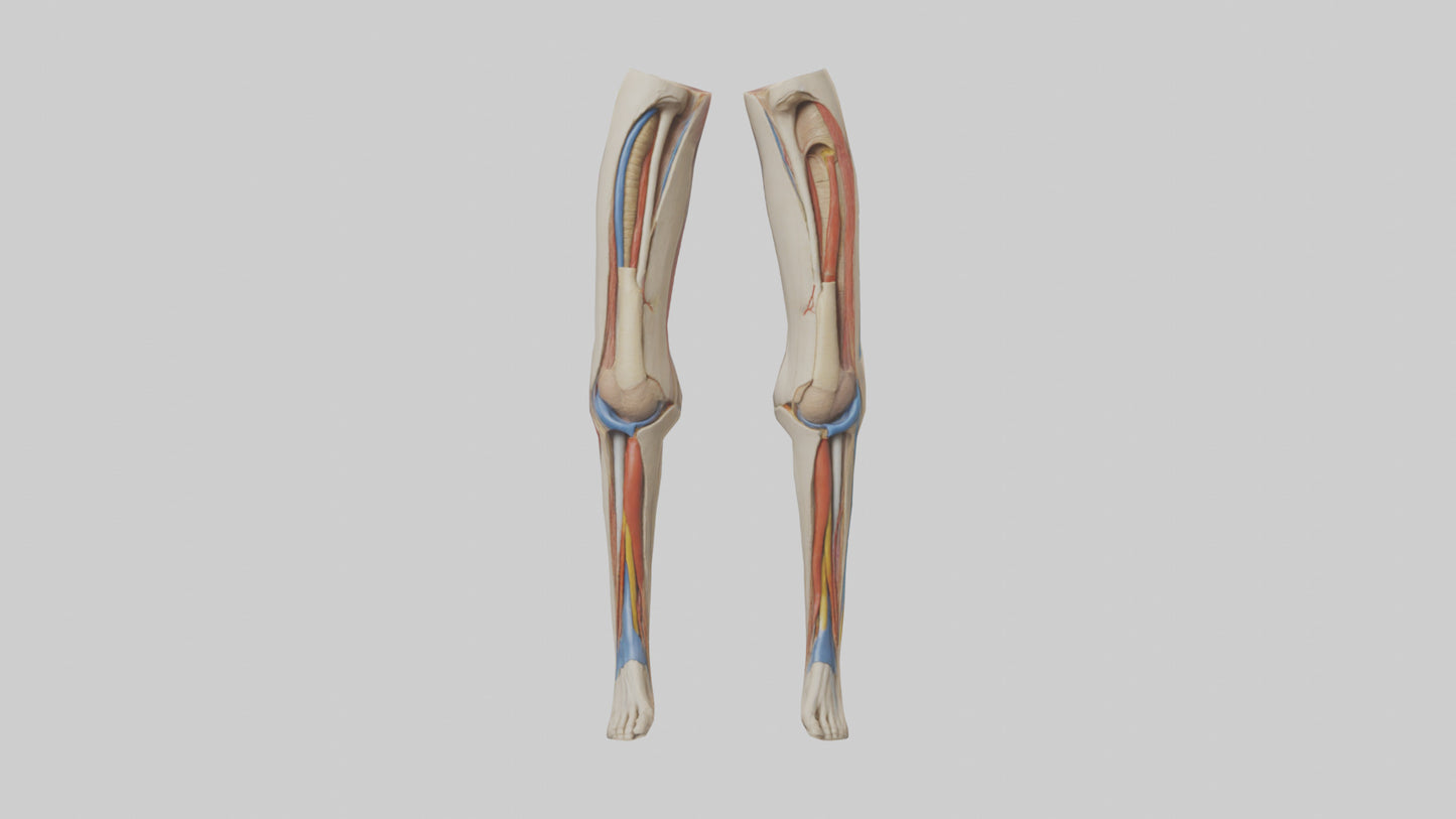 3D model Human Rectus Femoris Model VR / AR / low-poly