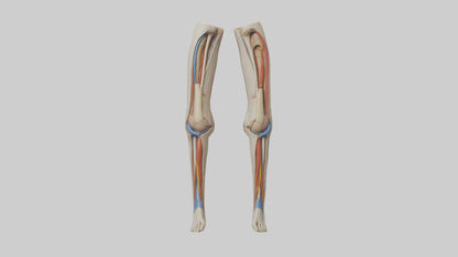 3D model Human Rectus Femoris Model VR / AR / low-poly