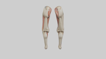 3D model Human Rectus Femoris Model VR / AR / low-poly