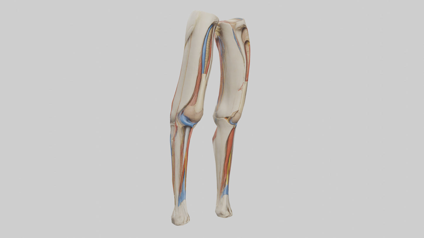3D model Human Rectus Femoris Model VR / AR / low-poly