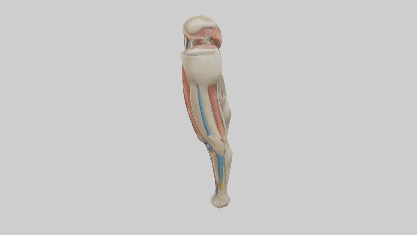 3D model Human Rectus Femoris Model VR / AR / low-poly