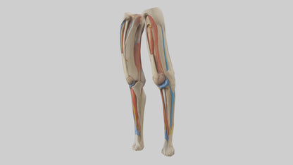 3D model Human Rectus Femoris Model VR / AR / low-poly