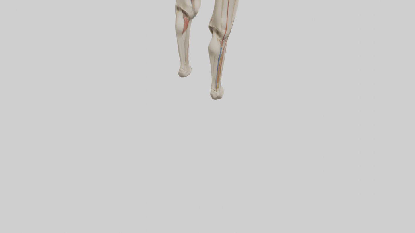 3D model Human Rectus Femoris Model VR / AR / low-poly
