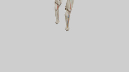 3D model Human Rectus Femoris Model VR / AR / low-poly