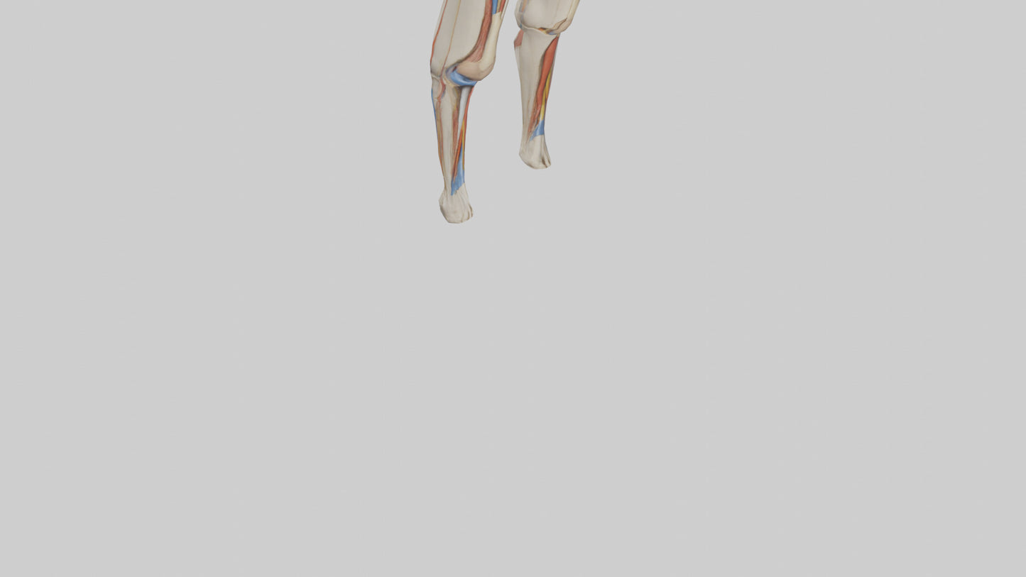 3D model Human Rectus Femoris Model VR / AR / low-poly