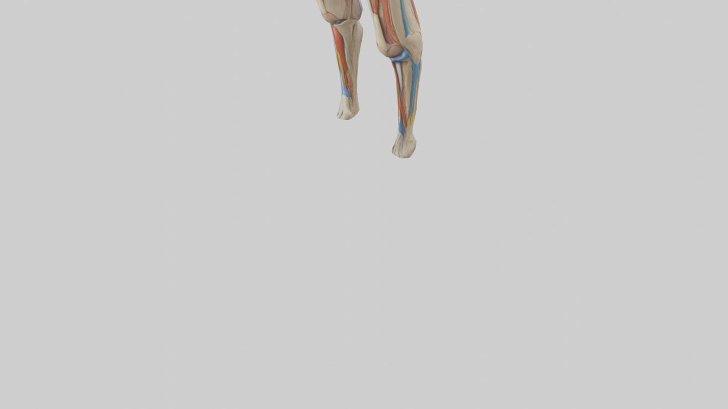 3D model Human Rectus Femoris Model VR / AR / low-poly