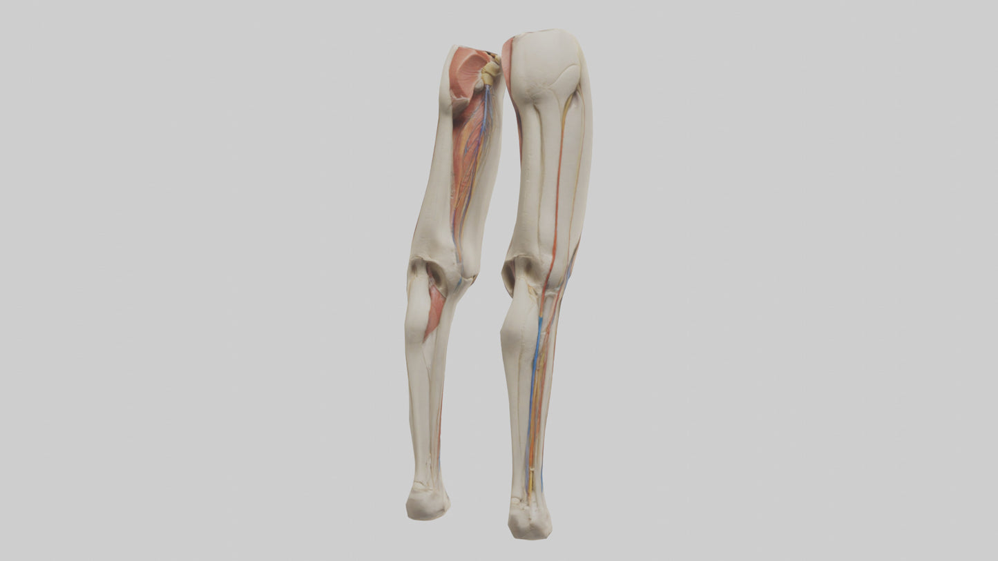 3D model Human Rectus Femoris Model VR / AR / low-poly
