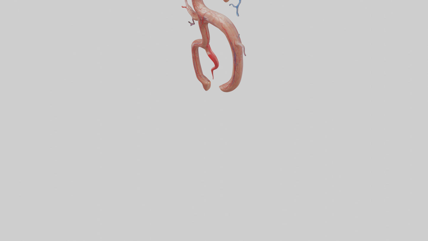 Human Renal Artery Model VR / AR / low-poly