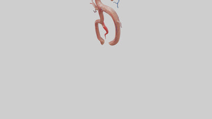 Human Renal Artery Model VR / AR / low-poly