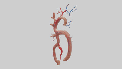 Human Renal Artery Model VR / AR / low-poly