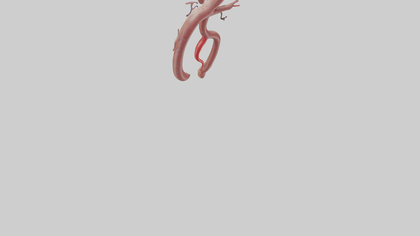 Human Renal Artery Model VR / AR / low-poly
