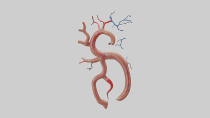 Human Renal Artery Model VR / AR / low-poly