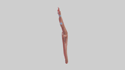 Human Renal Artery Model VR / AR / low-poly