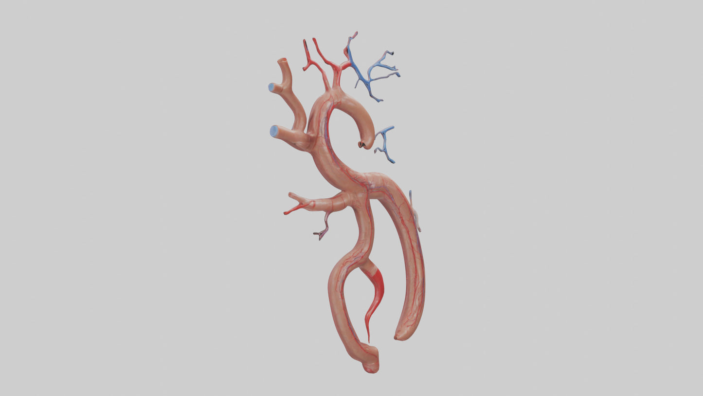 Human Renal Artery Model VR / AR / low-poly