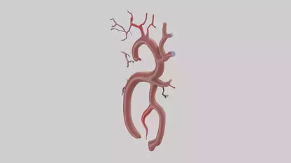 Human Renal Artery Model VR / AR / low-poly