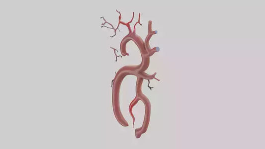Human Renal Artery Model VR / AR / low-poly