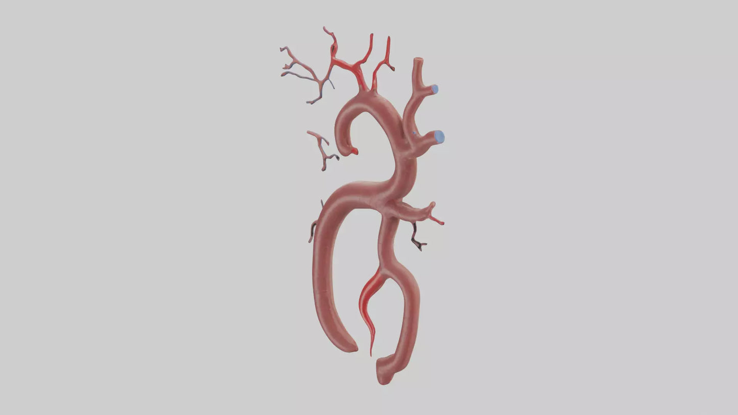 Human Renal Artery Model VR / AR / low-poly
