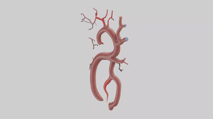 Human Renal Artery Model VR / AR / low-poly