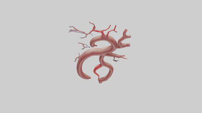 Human Renal Artery Model VR / AR / low-poly