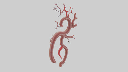 Human Renal Artery Model VR / AR / low-poly