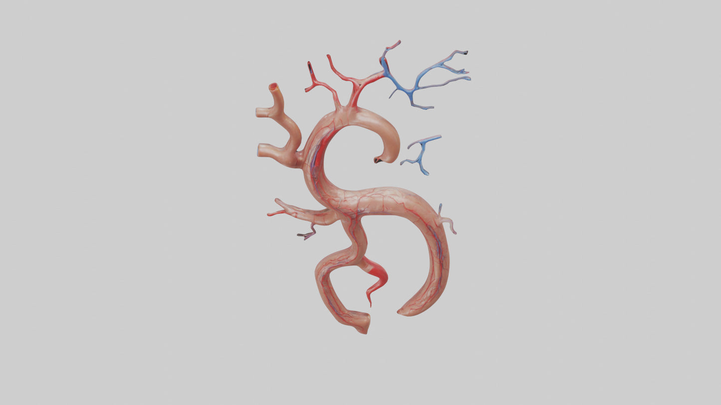 Human Renal Artery Model VR / AR / low-poly