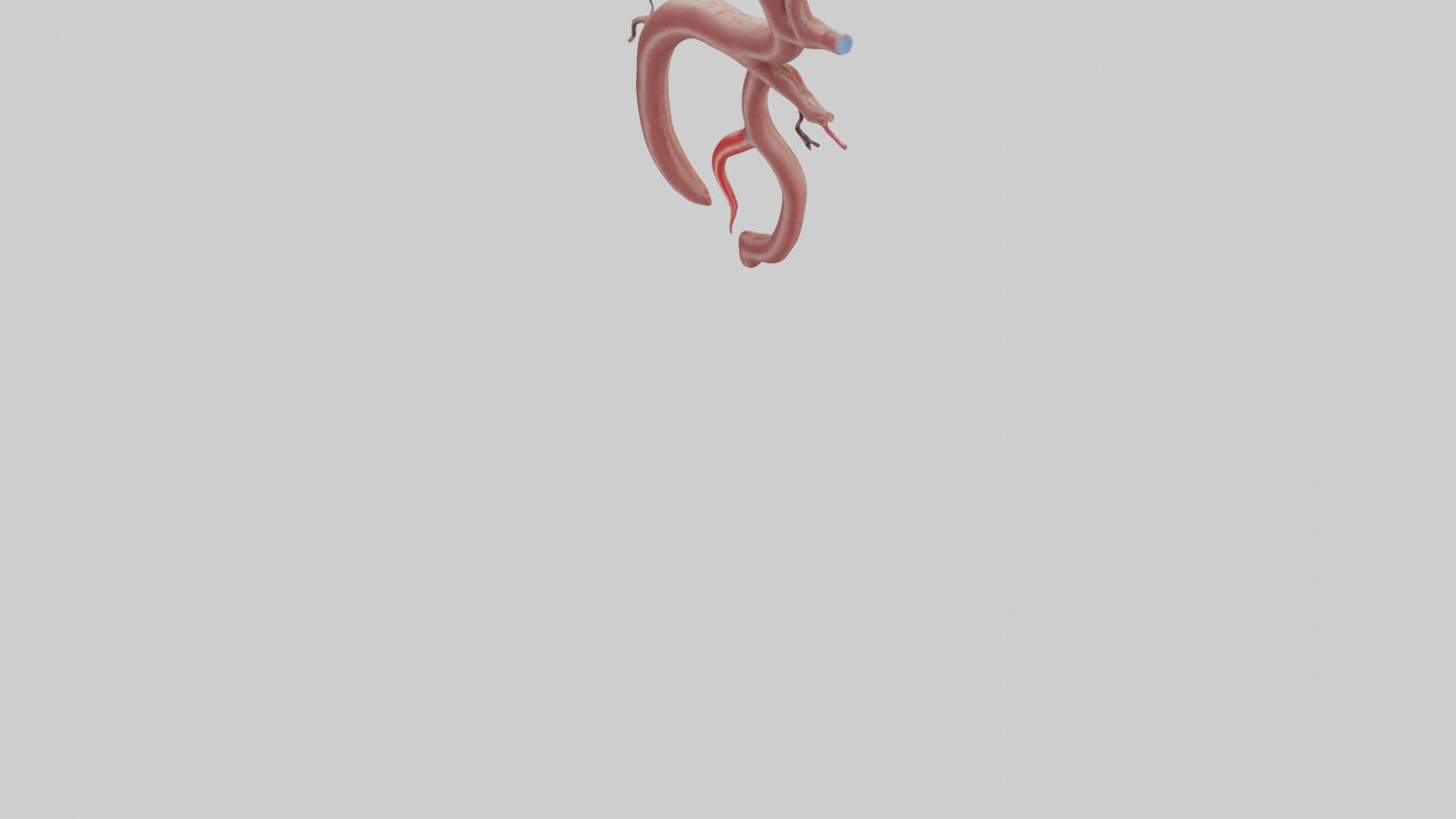 Human Renal Artery Model VR / AR / low-poly