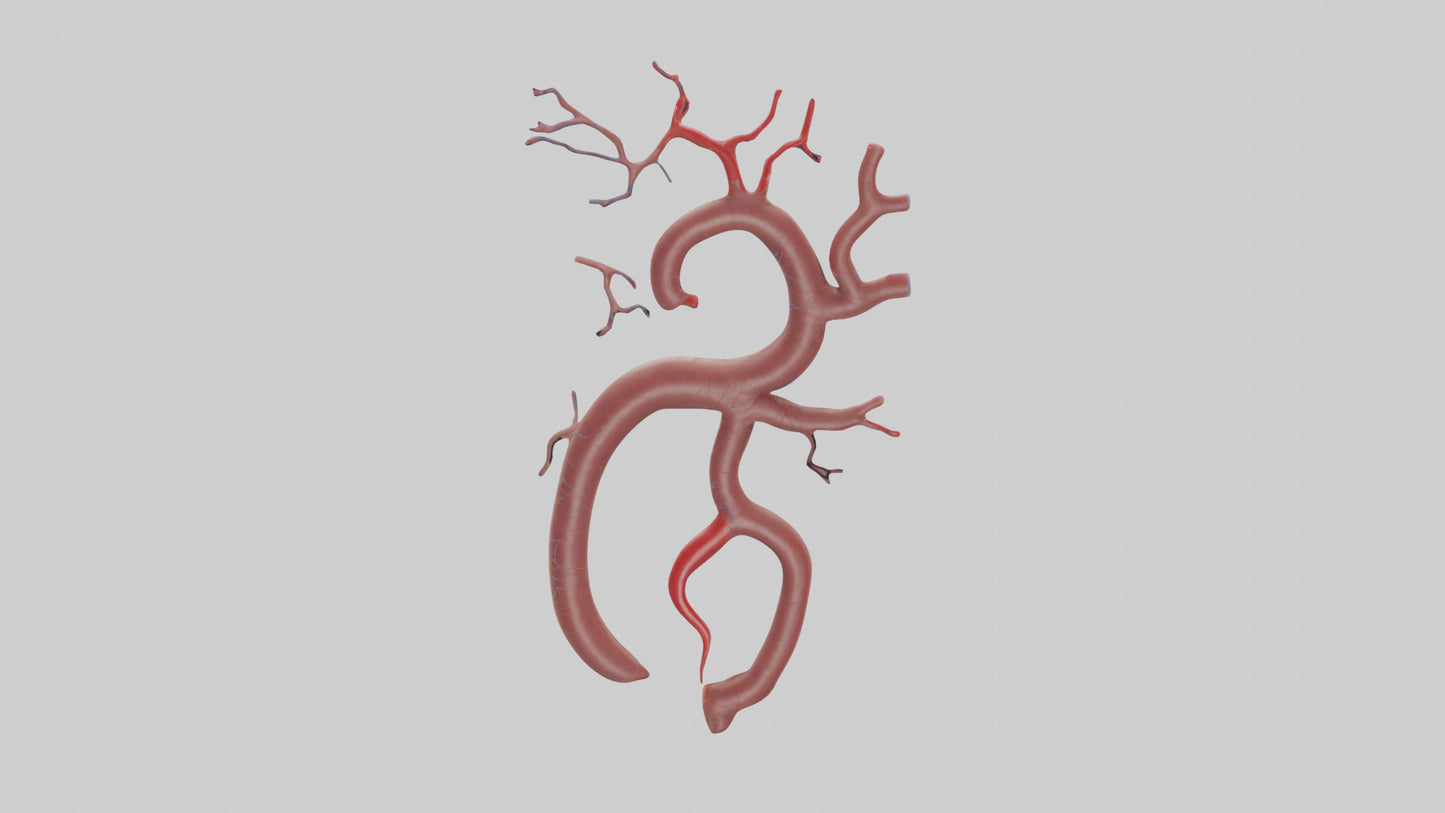 Human Renal Artery Model VR / AR / low-poly