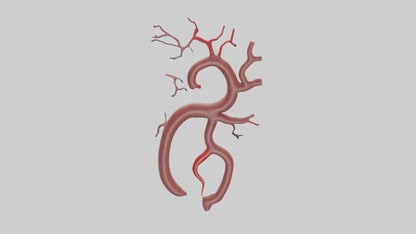 Human Renal Artery Model VR / AR / low-poly