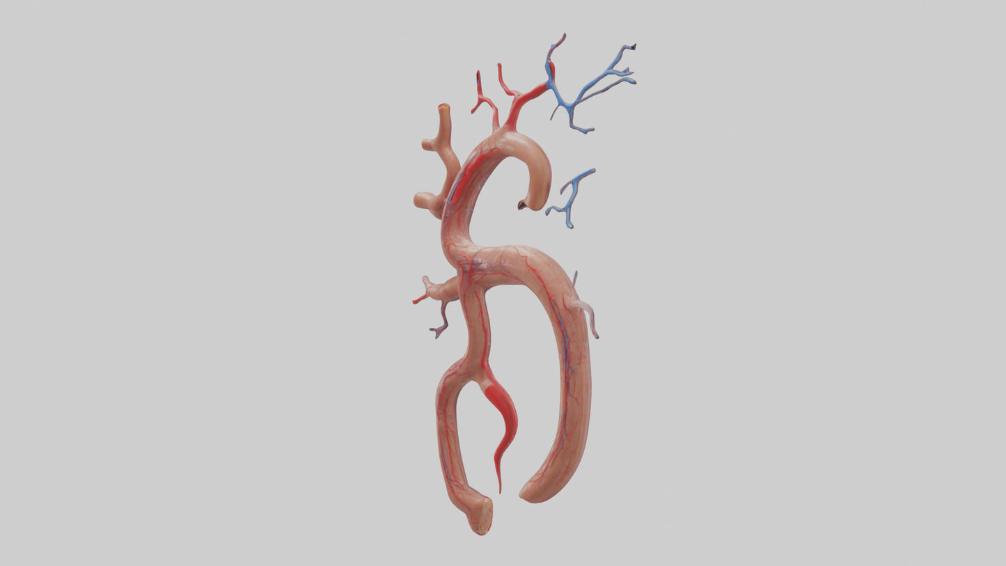 Human Renal Artery Model VR / AR / low-poly
