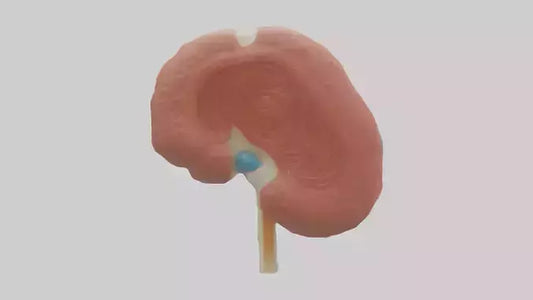3D model Human Renal Corpuscle Model VR / AR / low-poly