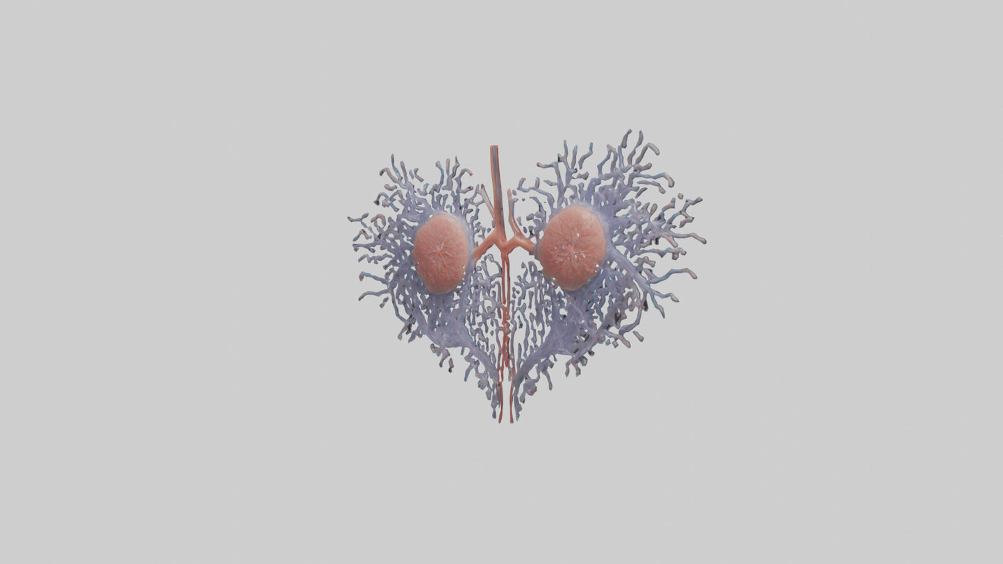 3D model Human Renal Tubules Model VR / AR / low-poly