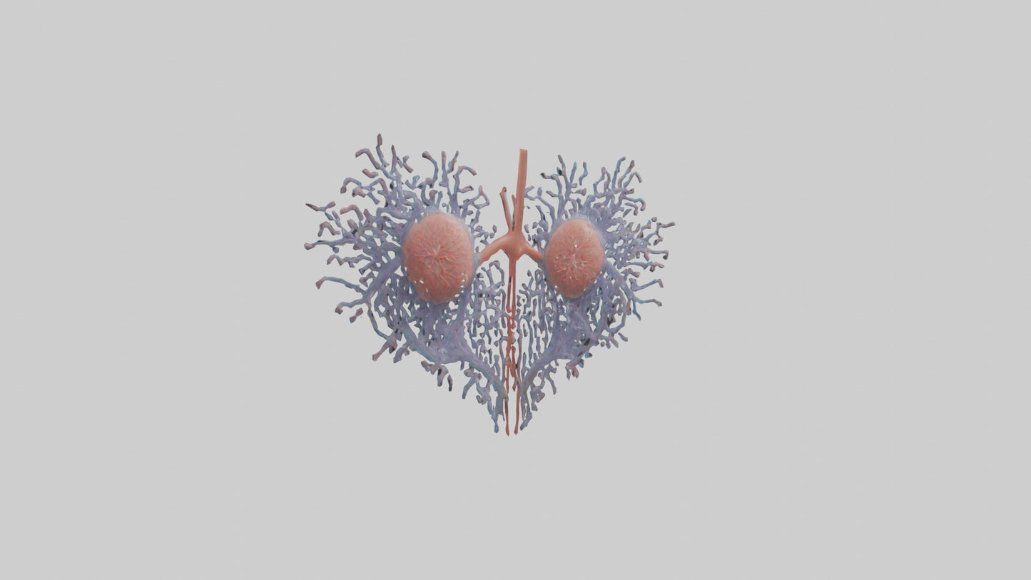 3D model Human Renal Tubules Model VR / AR / low-poly