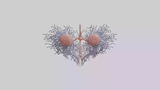 3D model Human Renal Tubules Model VR / AR / low-poly