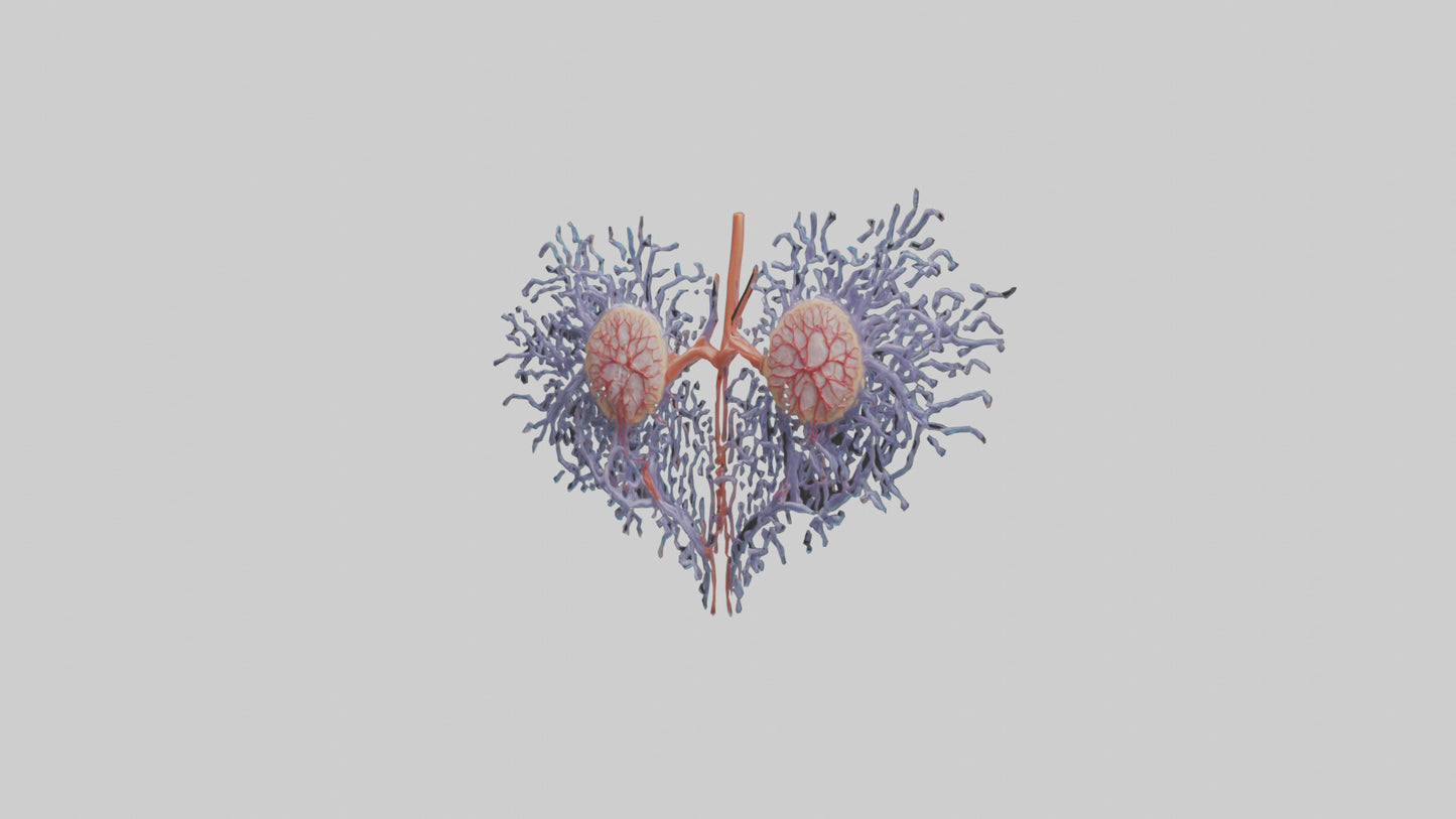 3D model Human Renal Tubules Model VR / AR / low-poly