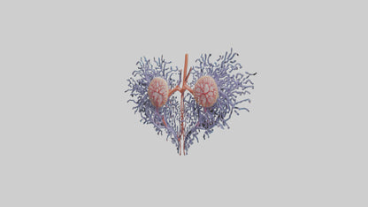 3D model Human Renal Tubules Model VR / AR / low-poly