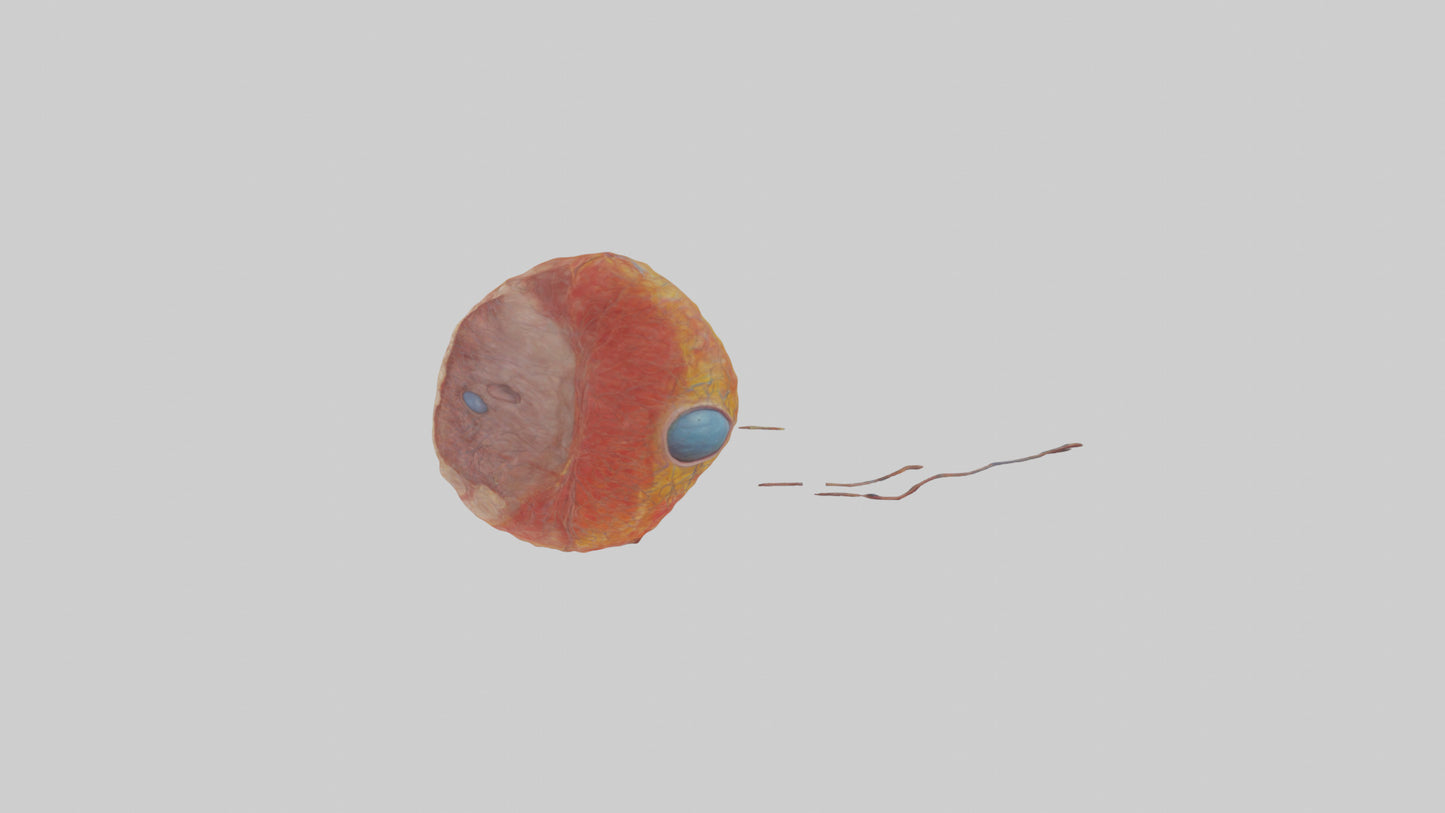 3D model Human Retina Model VR / AR / low-poly