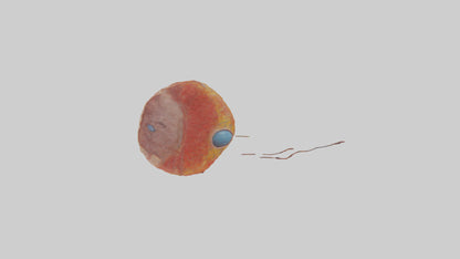 3D model Human Retina Model VR / AR / low-poly