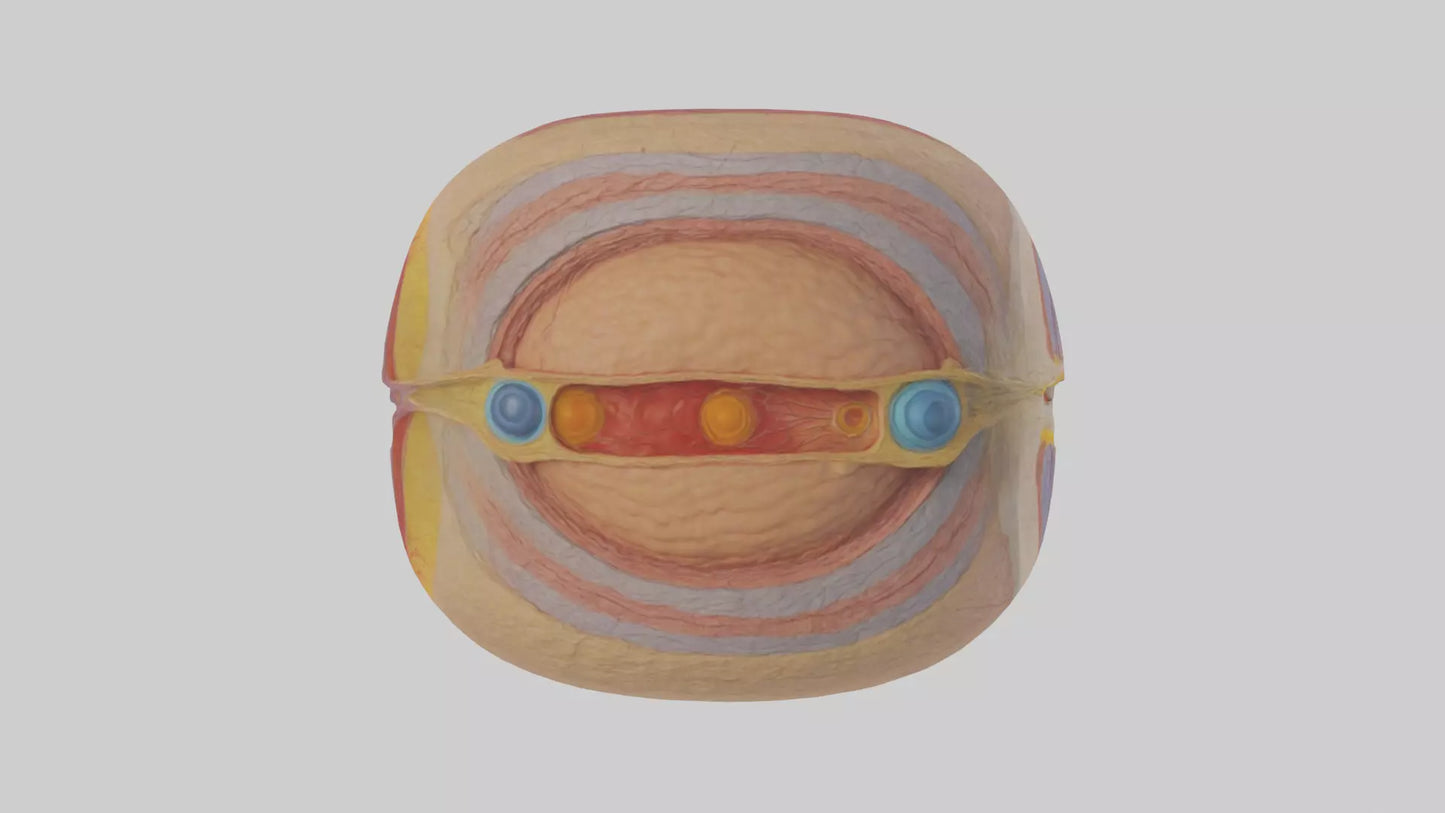 3D model Human Retinal Layers Model VR / AR / low-poly