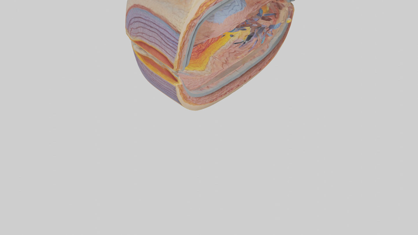 3D model Human Retinal Layers Model VR / AR / low-poly