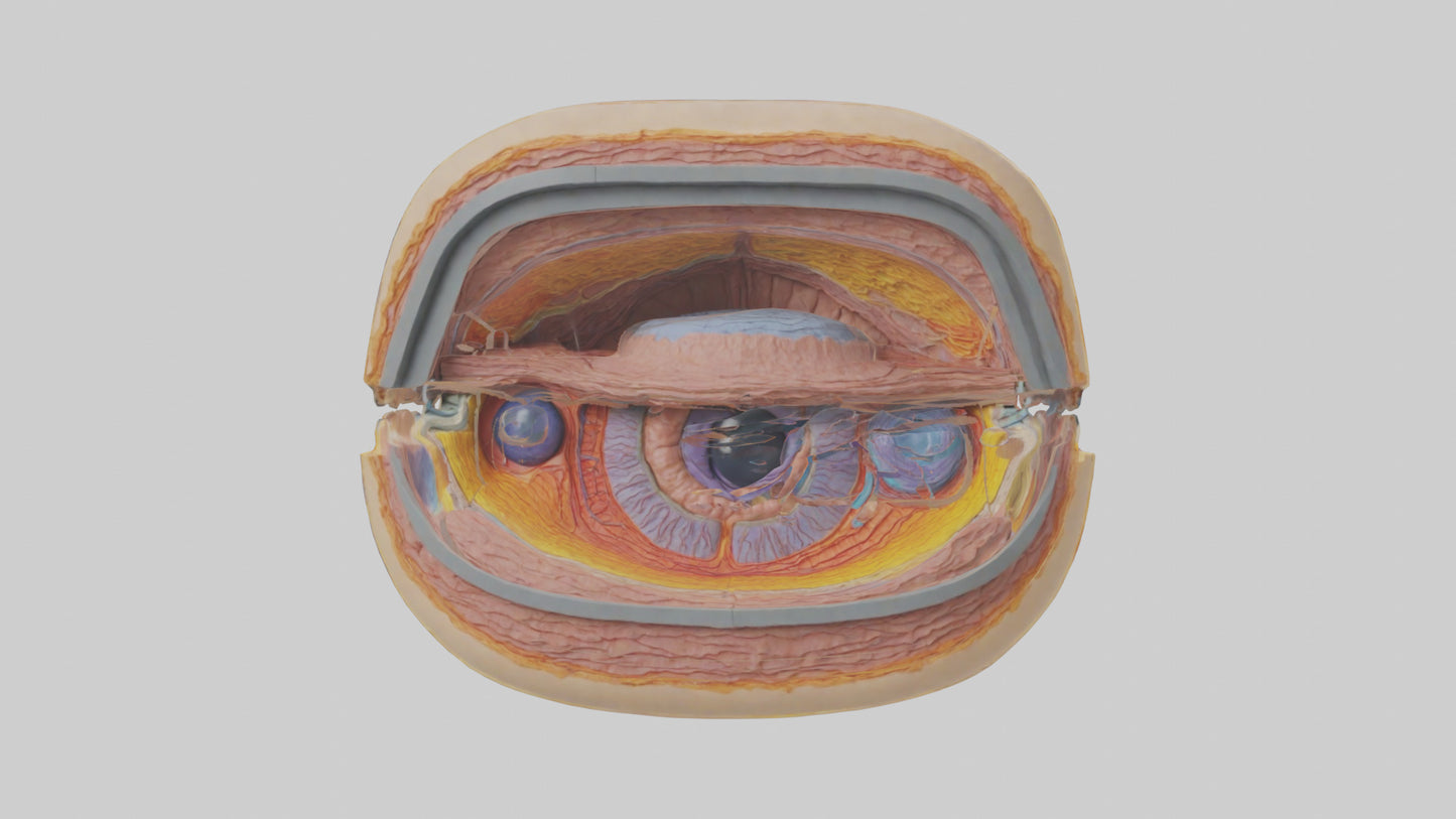 3D model Human Retinal Layers Model VR / AR / low-poly