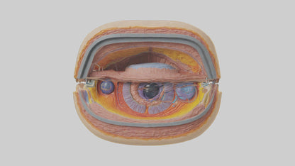 3D model Human Retinal Layers Model VR / AR / low-poly