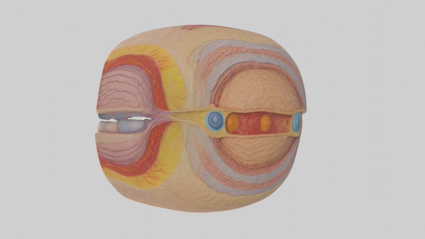 3D model Human Retinal Layers Model VR / AR / low-poly