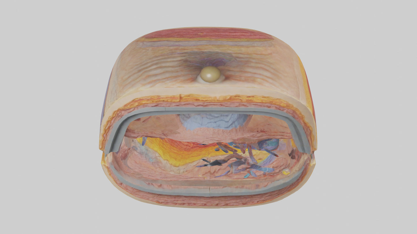 3D model Human Retinal Layers Model VR / AR / low-poly