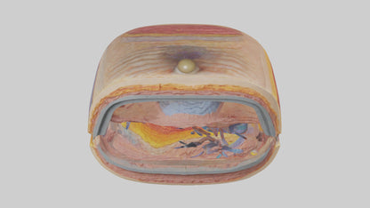 3D model Human Retinal Layers Model VR / AR / low-poly