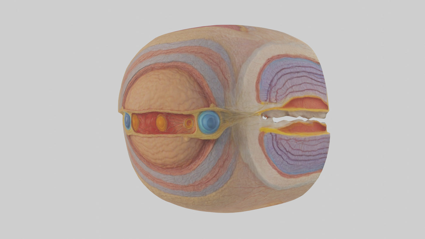 3D model Human Retinal Layers Model VR / AR / low-poly
