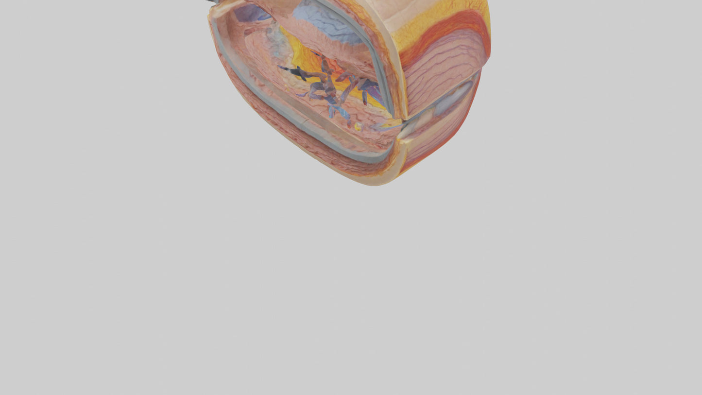 3D model Human Retinal Layers Model VR / AR / low-poly