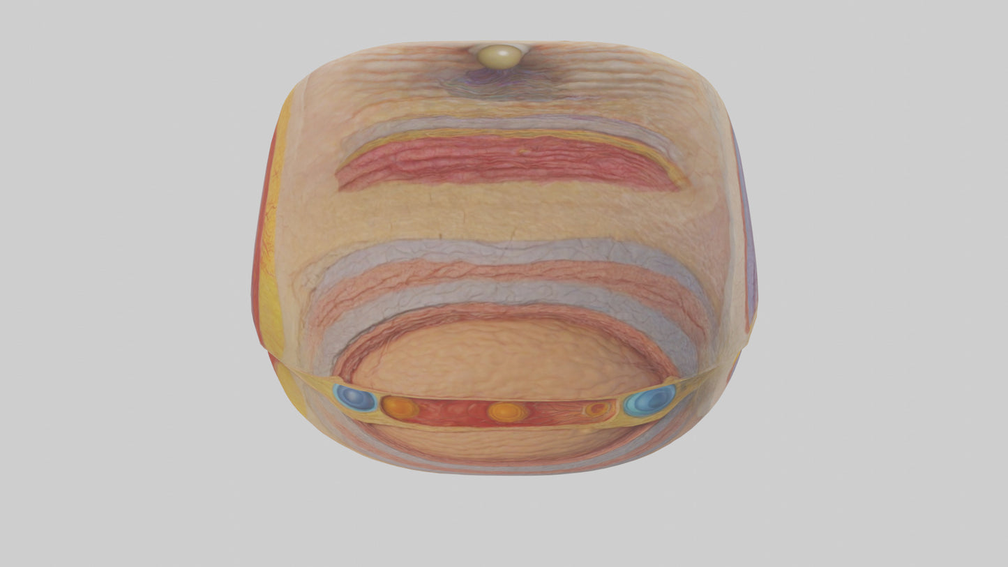 3D model Human Retinal Layers Model VR / AR / low-poly