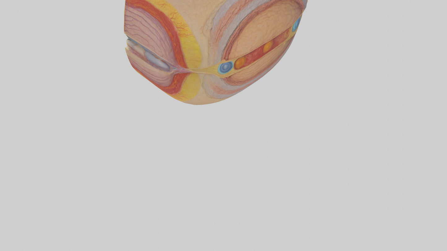 3D model Human Retinal Layers Model VR / AR / low-poly