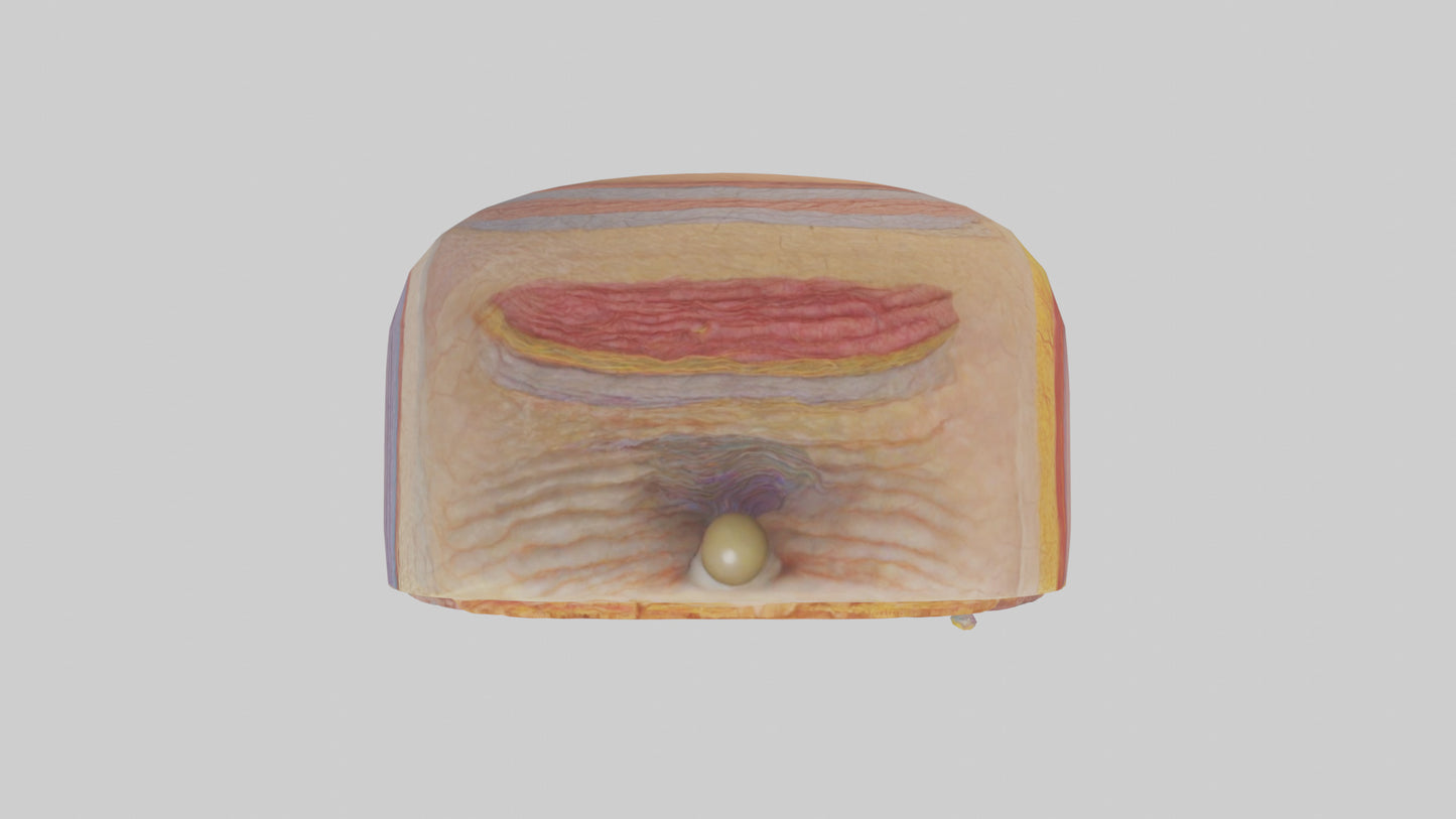 3D model Human Retinal Layers Model VR / AR / low-poly