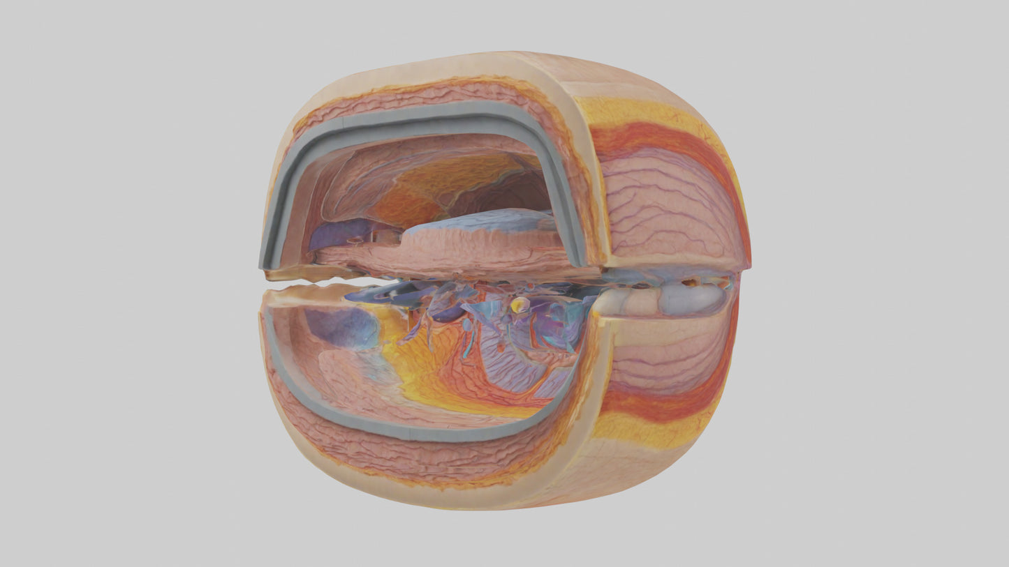 3D model Human Retinal Layers Model VR / AR / low-poly